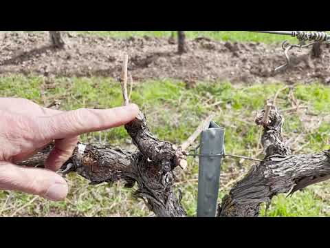 In the Vineyard March 11 2021 Pruning Continues