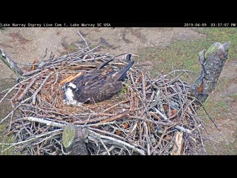 Lake Murray Osprey Cam Starling finds old Osprey Feather 3:37am 4-9-2019