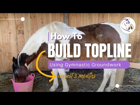 How to Build Your Horse's Topline with Groundwork in 3 Months CASE STUDY and EXERCISES