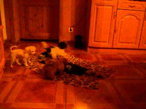 Im Dunkeln ist gut Munkeln