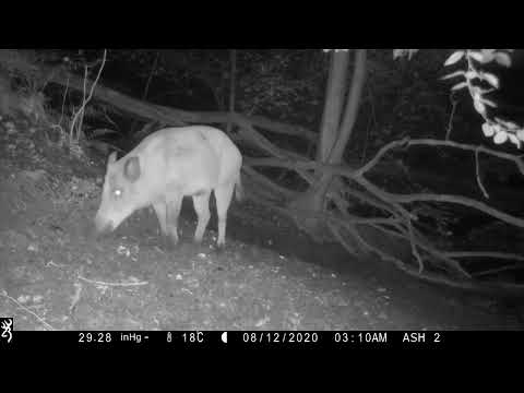 20-8-12 Dziki z warchlakami | Wild boars with boarlets | Jabalíes con jabatos