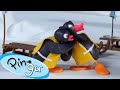 Pingu Gets Competitive Pingu Official Channel Cartoons For Kids