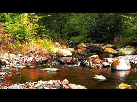 ❤️️ Women's Day 8 March 🎵 Spring romance - Dmitry Metlitsky