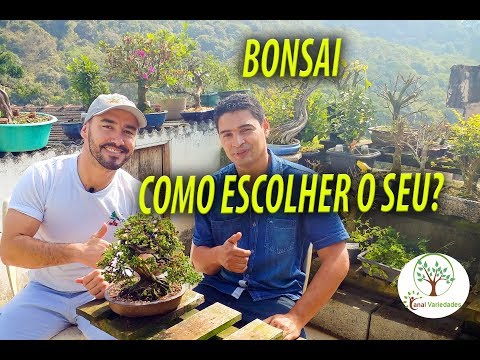 , title : 'Bonsai, Primeiros Passos para Iniciar a escolha de sua Planta com ABC do Bonsai'
