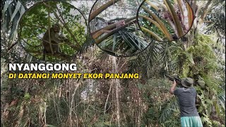 Download lagu NYANGGONG TUPAI//TIBA TIBA DATANG MONYET EKOR PANJANG mp3