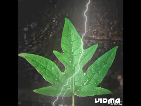 🌴Lusim Peles(Medley) PNG music 2023🌴🇵🇬