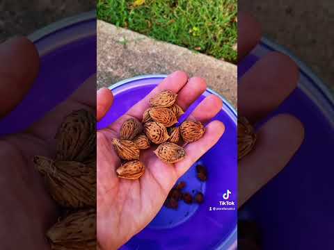 PEACH TREE FROM SEED!!