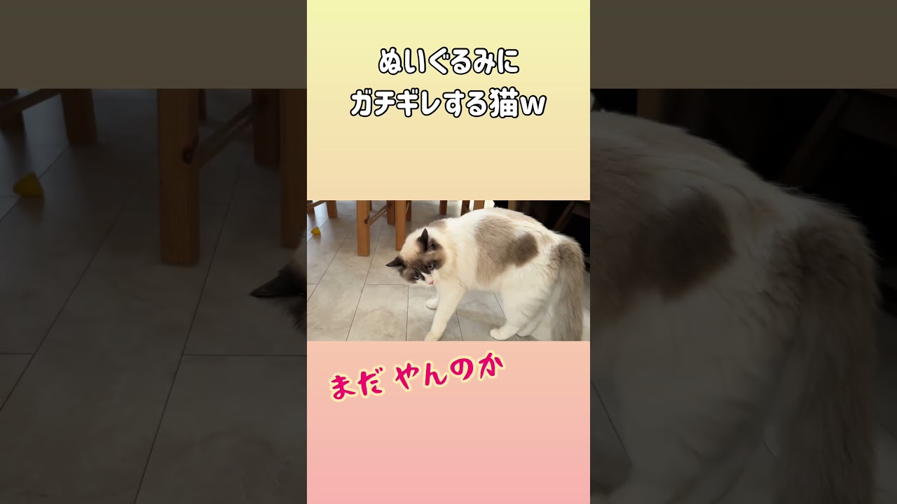 情緒どうしたw #保護猫 #やんのかステップ