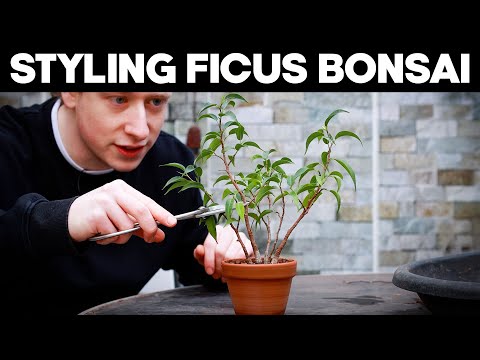 Ficus Bonsai Trees - Styling Techniques🌱