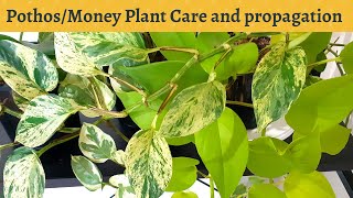 Pothos Plant Care and Propagation #moneyplant