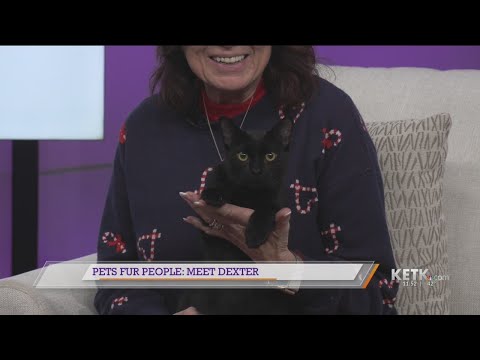 Pets Fur People: Meet Dexter - YouTube