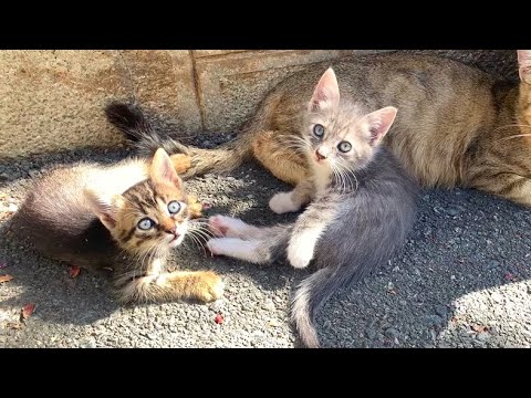 Kittens living on the street play with their mother's tail, very cute