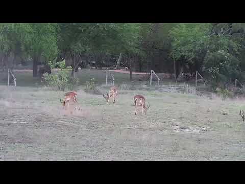 Djuma: Impala bachelor herd - 17:50 -  10/31/21