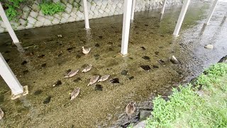 朝の禊川の鴨の親子のご様子