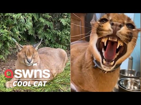 Meet Pumba the domesticated caracal! | SWNS - YouTube