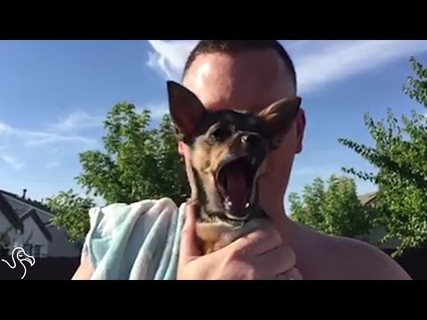 Dog With 2 Legs Finds The Best Parents