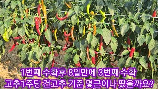 고추1물 수확후 8일만에 3번째 수확 1주당 건고추기준 몇근을 땄을까요? 솔림농원고추 텃밭,중살농장 햇고추