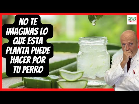 🔴 ALOE VERA BENEFICIOS Y PROPIEDADES MEDICINALES PARA LA PIEL DE LOS PERROS 💚