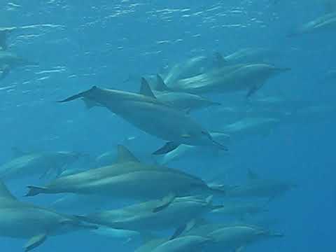 Dolphins Dive Somabay With Tarek Vol 7
