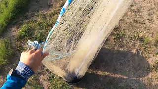 April Bait Hual for big Shad
