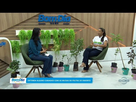 Entenda alguns cuidados com as mudas de frutas de enxerto 26 04 2023