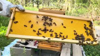 What Are Signs Our Bees Are Going To Swarm!?!?
