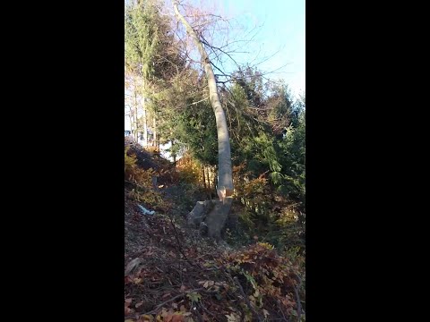 Extrem gefährliche Baumfällung mit der Kettensäge geht schief🌲 - #shorts