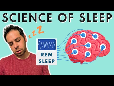 Sleep Stages, Sleep Cycle, and the Biology of Sleep