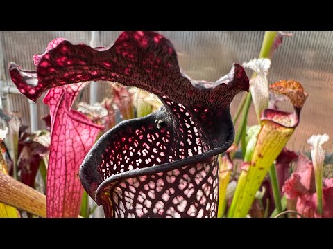 2023 Big Carnivorous Plant Greenhouse Tour, Temperate Side - Jeremiah’s Plants