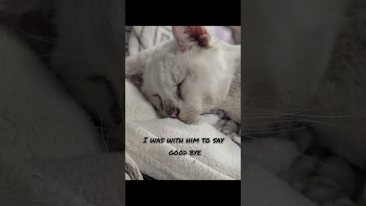 Bowie is with Loki 😭 I hate lose them both but glad they are together #cat #rainbowbridge #petloss