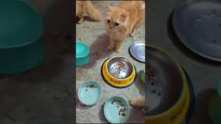 Royal canin kitten dry food review 🐱❤️must try it is best dry food🩷#meow #youtuber