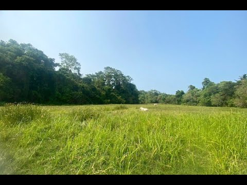 A 4 Rai Land Plot for Sale in a Quiet Green Zone of Paklok, Phuket