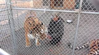 preview picture of video 'Feeding 800 LB Siberian Tiger'