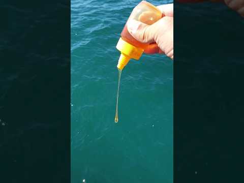 しょっぱい海に蜂蜜を垂らすと想像を超えた