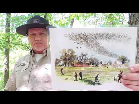 Meeting Martha last passenger pigeon