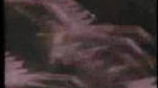 Nobody,  Three Dog Night, Live: At The LA Forum