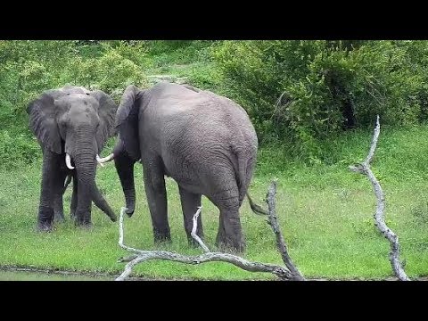 Djuma: Two Elephants come to dam for play time=Pt:1 - 07:50 - 01/22/2020