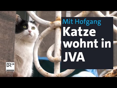 Katze Harlekin lebt im Gefängnis – und kriegt so oft Hofgang, wie sie will | Abendschau | BR24