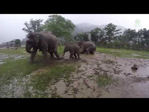 The mother and baby elephant playing in the rain.