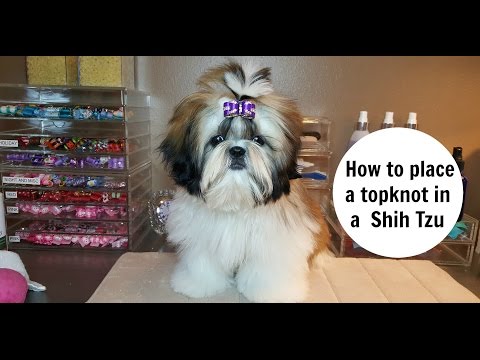 How to place a topknot in a shih tzu