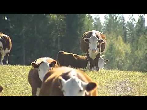 Kvartsamtal med kossor.