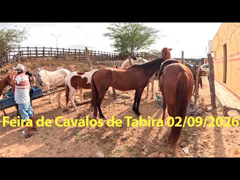 Feira de Cavalos de Tabira PERNAMBUCO 02/09/2026 #cavalo #tabira #nordeste