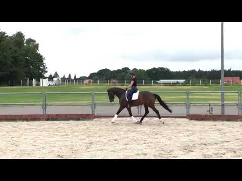 Sezuan/ Lauries Crusador xx