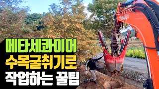 메타세콰이어 수목 굴취기로 작업하는 꿀팁 | 나무대장