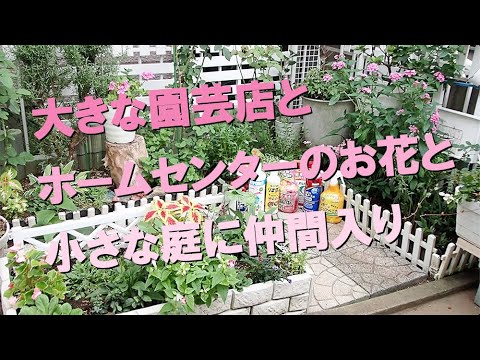 登山キンレンカ、カナリアキンレンカ 植物