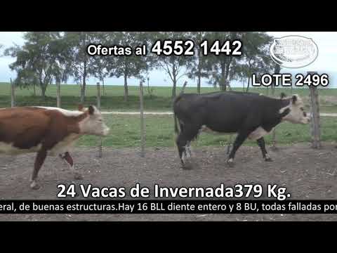 Lote 24 Vacas de Invernada 15 Polled HE,  3 HE c/  AA,  2 HE,  1 HE c/  CH,  1 HE c/  NO,  1 HE c/  RA y 1 RA c/  CEBÚ 379kg -  en Cufré - a 20 Km de Nueva Helvecia