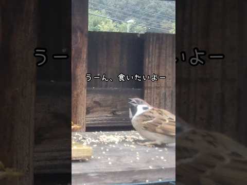 野鳥への餌やりはいつやめるべきですか?春のお手入れ方法は？  庭園