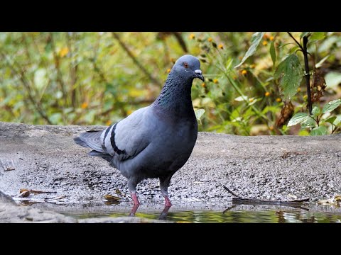 Rock Pigeon and its Call.