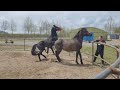 Horse Meeting Time
