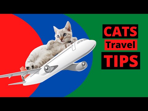 How To Fly With A Cat In Cabin | Veterinarian Explains